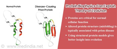 Protein Structure and Molecular Evolution