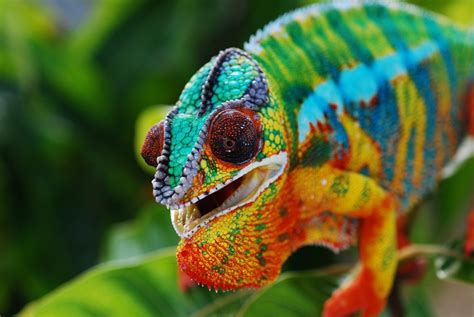 30 Awesome Panther Chameleon Facts – Chameleon School