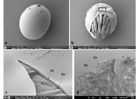 Scanning electron microscope (SEM) images of Phytoseiulus persimilis ...