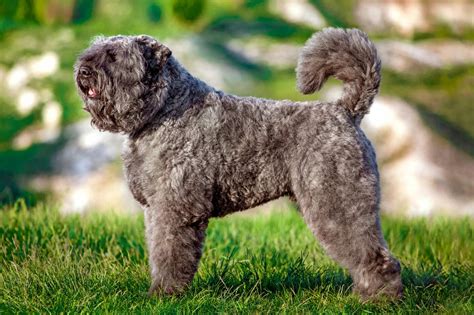 The Unique Characteristics of the Bouvier des Flandres Dog Breed | I ...