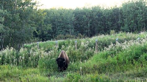 Elk Island National Park: A Hidden Gem in the Canadian Wilderness