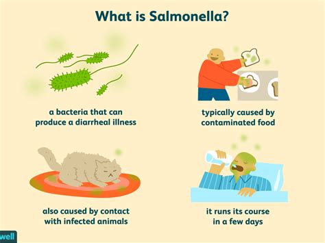 Salmonella - Salmonella kan mensen besmetten dankzij slimme truc ...