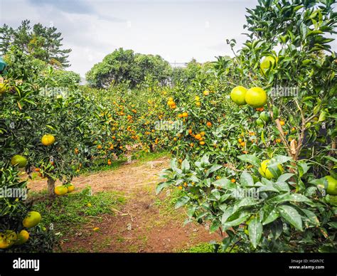 Tangerine orange farm in Jeju island, South Korea Stock Photo - Alamy