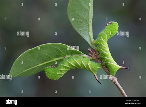 Privet Hawk Moth Caterpillar; Sphinx ligustri Two on Privet; 3 Weeks ...