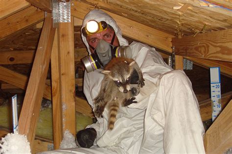 Raccoon Nest in Attic - Nest of Baby Raccoons