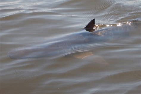 FAU | Harmful Algal Toxins Found in Bull Sharks in the Indian River Lagoon