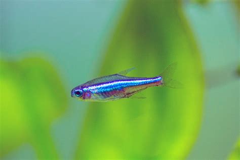 Neon Tetra Disease - Symptoms, Diagnosis, Prevention & FAQs | Hepper