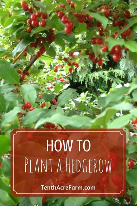 How to Plant a Hedgerow in the Home Landscape | Hedgerow, Edible ...