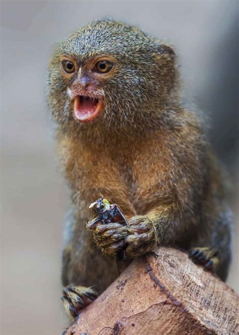 Full Grown Pygmy Marmoset Monkey