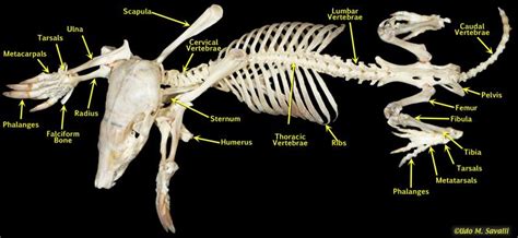 Mole Skeleton Labeled | Animal skeletons, Anatomy, Skeleton