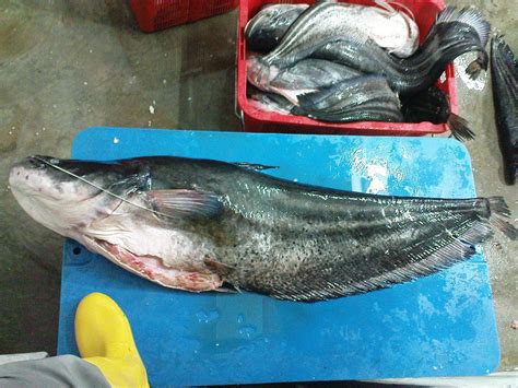 River Fish Supplier, Peter's Fish Trading Co, Sarawak: TAPAH FISH ...