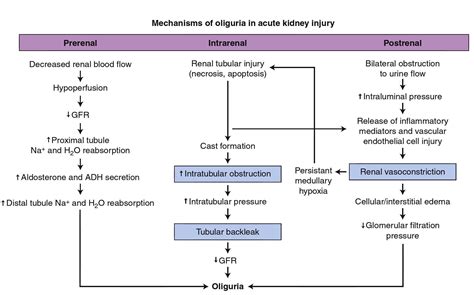 Acute Renal Failure Pathophysiology Flow Chart - Flowchart Examples