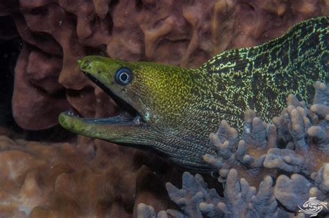 Undulated Moray Eel-Facts Video and Photographs