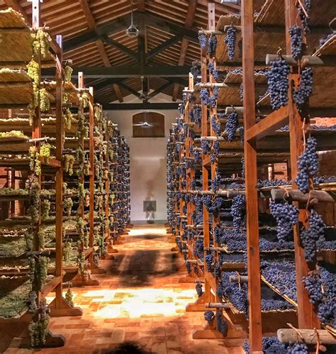 Vin Santo Grapes Drying - Tuscany Italy in 2021 | Tuscany italy ...