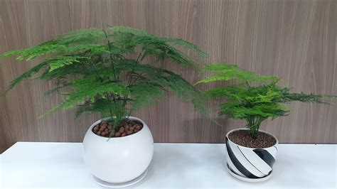 Kim thủy tùng: các trồng và chăm sóc (asparagus fern plant: growing and ...