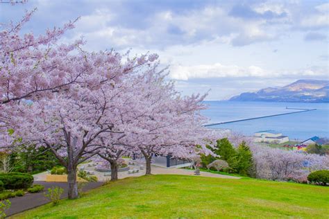 Best Cherry Blossom Spots in Hokkaido - Japan Web Magazine