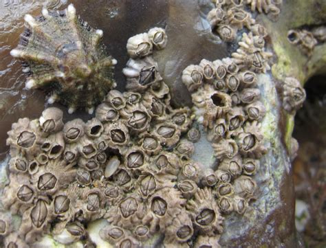 Through the lens: Barnacles - Thomson Environmental Consultants