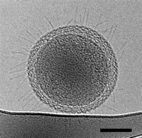 First Detailed Microscopy Evidence of Bacteria at the Lower Size Limit ...