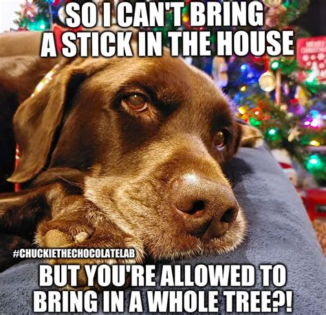 Christmas tree complaint | SO I CAN'T BRING A STICK IN THE HOUSE BUT ...