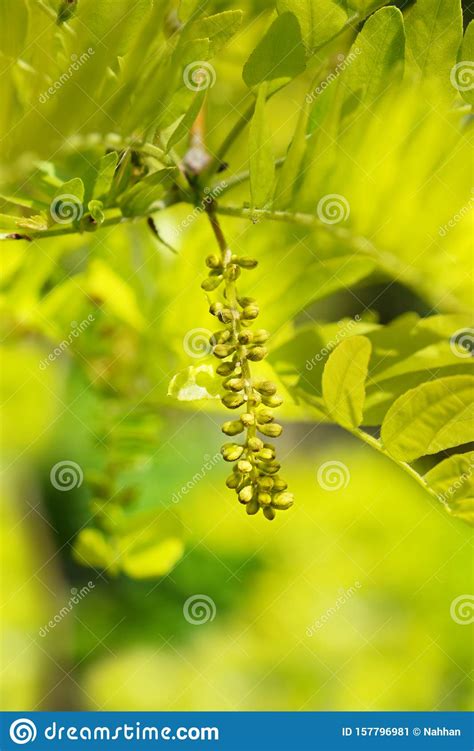 Honey locust Sunburst stock image. Image of sweet, gleditsia - 157796981