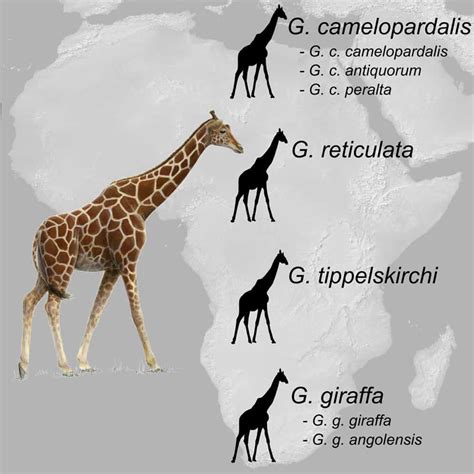 Guide to Giraffe Species: How Many Types of Giraffes Are There ...