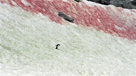 Red Snow In Antarctica