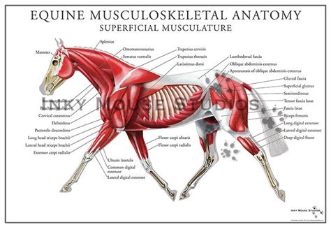 Equine Superficial Muscular System Poster