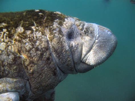 Manatee Anatomy - Manatee Facts and Information | Manatee, Manatee ...