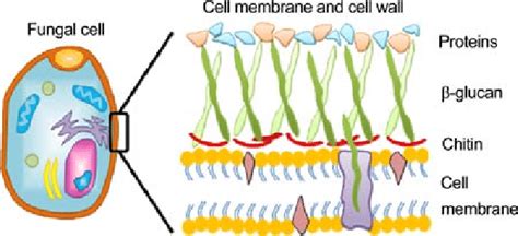 Fungal Cell Membrane