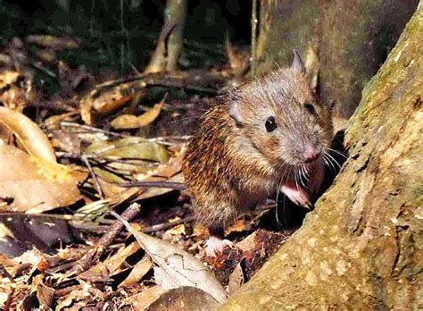 Okinawa’s endangered spiny rats falling prey to feral cats | The Asahi ...