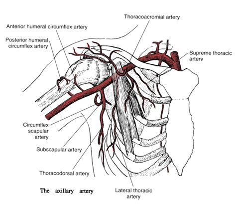 Axillary Artery Branches