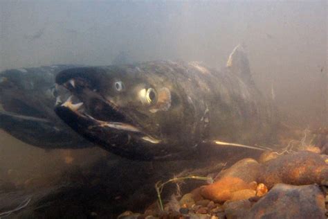 Chum Salmon’s Combative Nature Makes for an Unforgettable Fishing ...