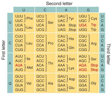 mtDNA code