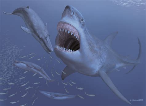 Bite marks provide clues to megalodon's diet – and extinction | Fossils ...