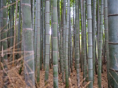 Arashiyama Bamboo Grove – Little Khayee