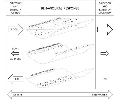 Generalised summary of glass eel migration in upper estuaries. Flood ...