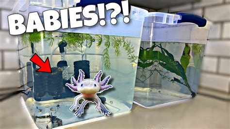 Breeding Axolotl's for Profit!?! - YouTube