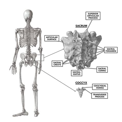 CrossFit | The Sacrum & Coccyx