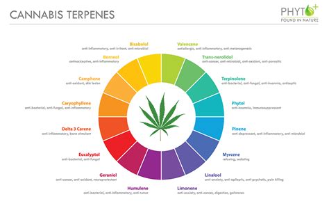 What are Terpenes, Chlorophyll and Flavonoïds?