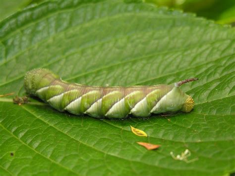 Sphingidae Larvae