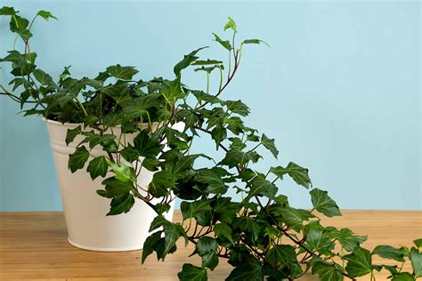 English Ivy Houseplants: How to Care For Hedera Helix Indoors