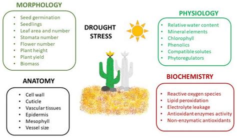 Plant Tolerance to Drought Stress | Encyclopedia MDPI