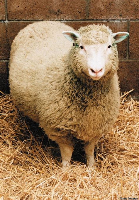 Our Parkinson's Place: First cloned mammal Dolly the sheep still ...