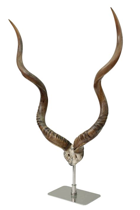 Large Mounted African Antelope Horns on Custom Base at 1stDibs | large ...