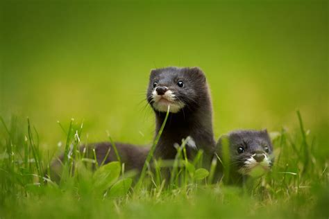 European Mink: Critically Endangered - My Animals