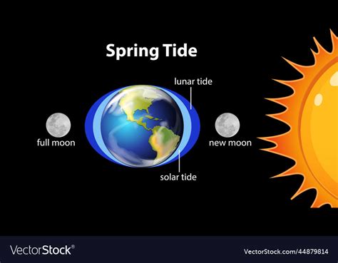 Diagram showing spring tides Royalty Free Vector Image