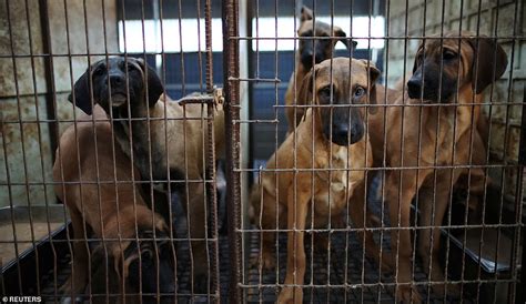 Law banning controversial dog meat trade passed in South Korea | Daily ...