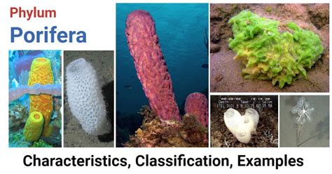 Discover the Fascinating World of Porifera