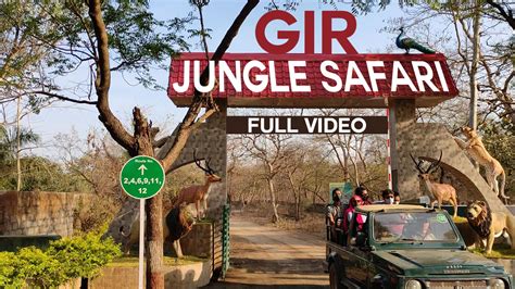 Sasan Gir Jungle Safari | Gir Safari & Jeep Booking | Lions at Gir Forest