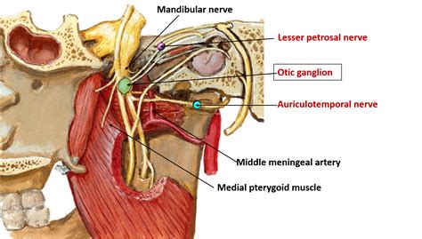 Otic Ganglion – Anatomy QA